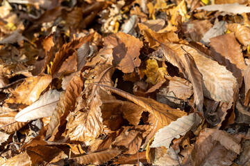 Autumn foliage background from Alpine woods