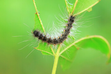 The larvae of moths are covered with bristles and look terrible