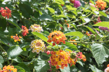 Botanical Garden of Catania Sicily