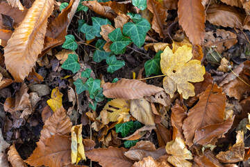 Autumn foliage background from Alpine woods