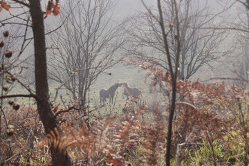 Two horses on a meadow in rural mountain area
