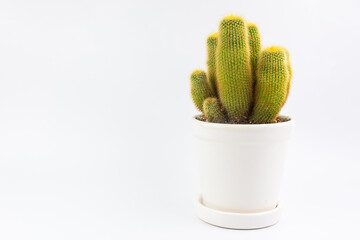 Cactus in white celamic pots isolated on white background