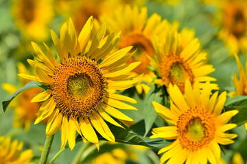 Obraz premium ヒマワリの花（Sunflower）