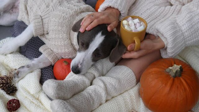 How to reduce stress and enjoy life in fall season. Harmony in relations between pet and girl drinking hot chocolate on bed with pumpkin 