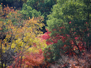 Autumn colorful trees in the forest 