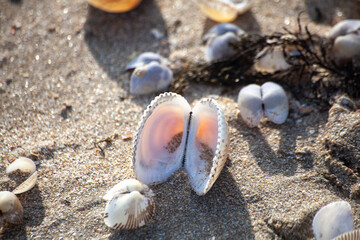 shell on the beach