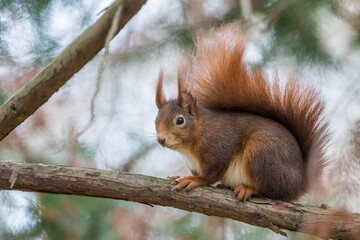 Eichhörnchen (Sciurus vulgaris) © Rolf Müller