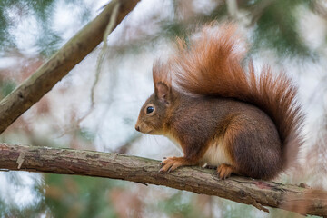 Eichhörnchen (Sciurus vulgaris)
