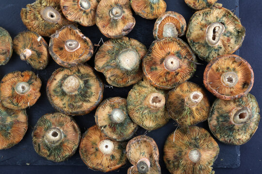 rovellons