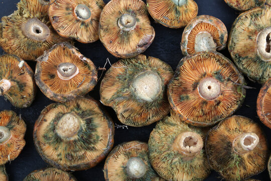 rovellons