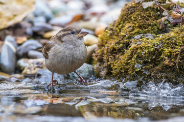 Haussperling (Passer domesticus) Weibchen