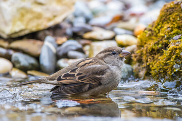 Haussperling (Passer domesticus) Weibchen