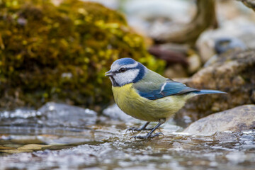 Blaumeise (Cyanistes caeruleus)