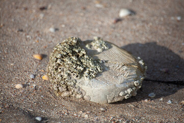 shell on the beach sheep island treasure