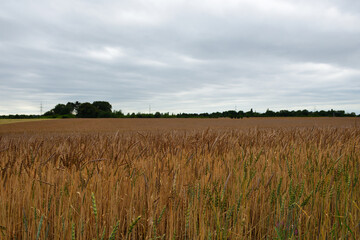 weizenfeld in frühling
