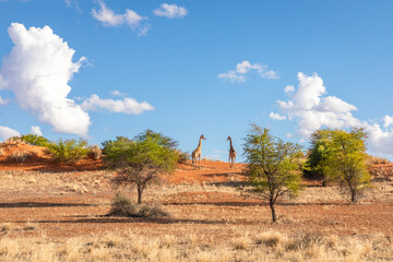 Two giraffes ( Giraffa Camelopardalis) standing on the horizon, Kalahari desert, Namibia. - obrazy, fototapety, plakaty