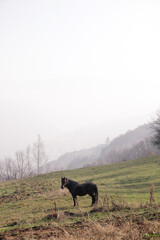 Horse on a meadow in rural mountain area