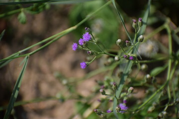 Lilac Tasselflower or Emilia Sonchifolia Flower and Plant also known as one of the Flowers in Dasa Pushapam in India