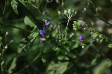 Lilac Tasselflower or Emilia Sonchifolia Flower and Plant also known as one of the Flowers in Dasa Pushapam in India