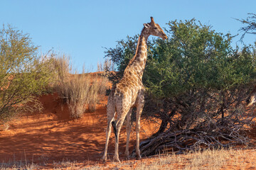 Giraffe ( Giraffa Camelopardalis) eating, the Kalahari desert, Namibia.	
