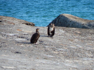 penguin on the rocks