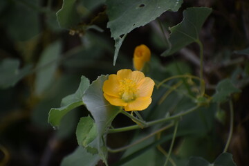 Chiness Bell Flower, Indian Mellow, Moon Flowe or Country mallow plant (Abutilon indicum) an Indian medicinal plant used in Ayurveda.The plant is native to Old World tropics