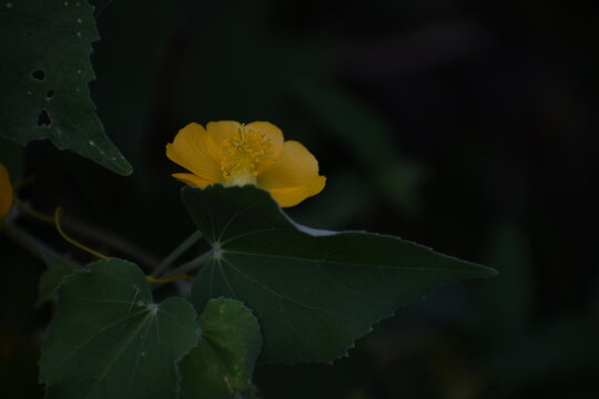 Chiness Bell Flower, Indian Mellow, Moon Flowe or Country mallow plant (Abutilon indicum) an Indian medicinal plant used in Ayurveda.The plant is native to Old World tropics