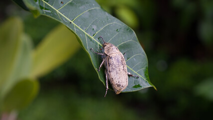 Top view of Christmas Beetle bugs or Anoplognathus pallidicollis. Close-up shots when perched on leaf. 