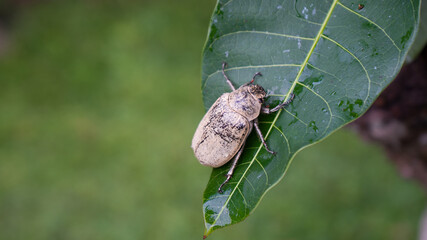 Top view of Christmas Beetle bugs or Anoplognathus pallidicollis. Close-up shots when perched on leaf. 