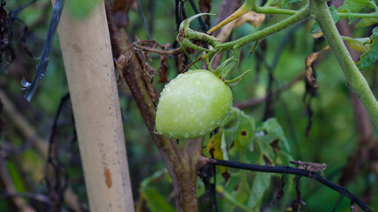 Portrait of fresh green tomatoes on a tree, a close-up shot when there is still dew.