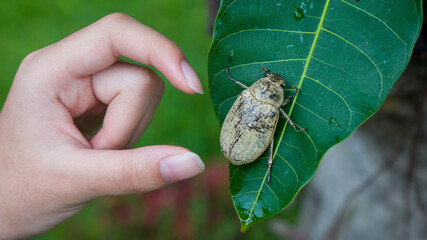 Top view of Christmas Beetle bugs or Anoplognathus pallidicollis with human hands. 