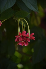 Rangoon creeper or chinese honeysuckle creeper flowers