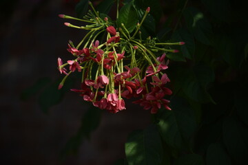 Rangoon creeper or chinese honeysuckle creeper flowers