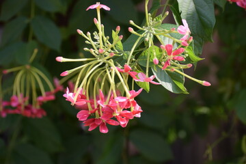 Rangoon creeper or chinese honeysuckle creeper flowers