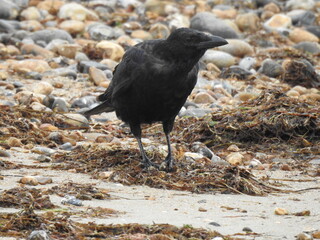 Black crow on a rocky beach