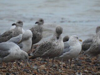A group of seagulls on a pebble beach