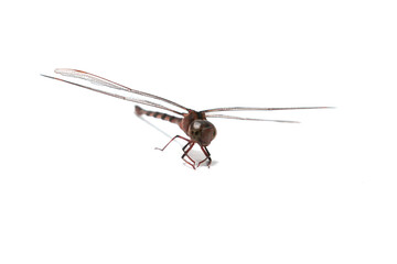 Clubtail Dragonfly on a white background - Scientific name: Ictinogomphus decoratus - is a small insectivorous predator.