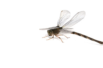 Clubtail Dragonfly on a white background - Scientific name: Ictinogomphus decoratus - is a small insectivorous predator.