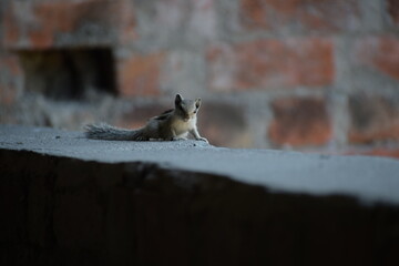Indian palm squirrel or three-striped palm squirrel (Funambulus palmarum) -is a species of rodent in the family Sciuridae found naturally in India (south of the Vindhyas) and Sri Lanka.