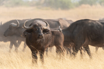 Obraz premium Dust in the Wind