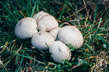 Set of white and small mushrooms