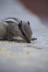 Indian palm squirrel or three-striped palm squirrel (Funambulus palmarum) -is a species of rodent in the family Sciuridae found naturally in India (south of the Vindhyas) and Sri Lanka.