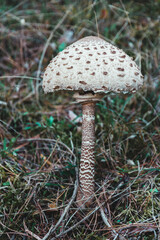 Lonely mushroom in the pine forest