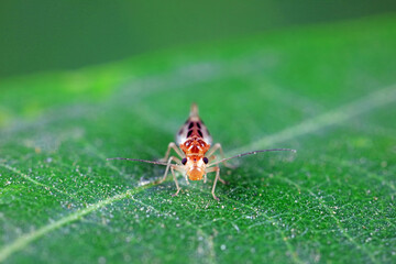 psocoptera crawl on green plants