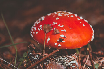 Detail of Poisonous mushroom red an white (Amanita muscaria) in the pine forest