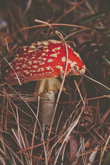 Poisonous mushroom red an white (Amanita muscaria) in the pine forest
