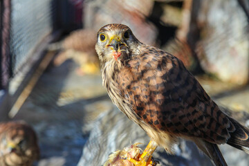 Closeup of a falcon eating carcass of another bird