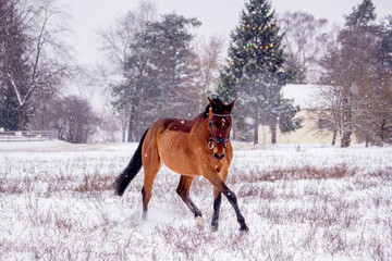 Bay horse trotting in the snow