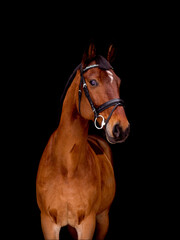 Portrait of bay horse isolated on black