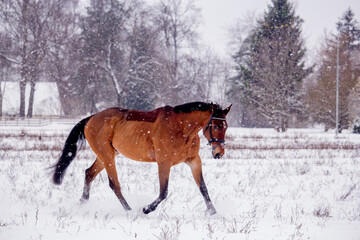 Bay horse trotting in the snow